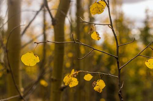 divide selective photography of yellow leaf plant tree